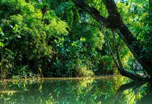 Food Safari Belém & Ilha de Marajó