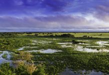 Pantanal